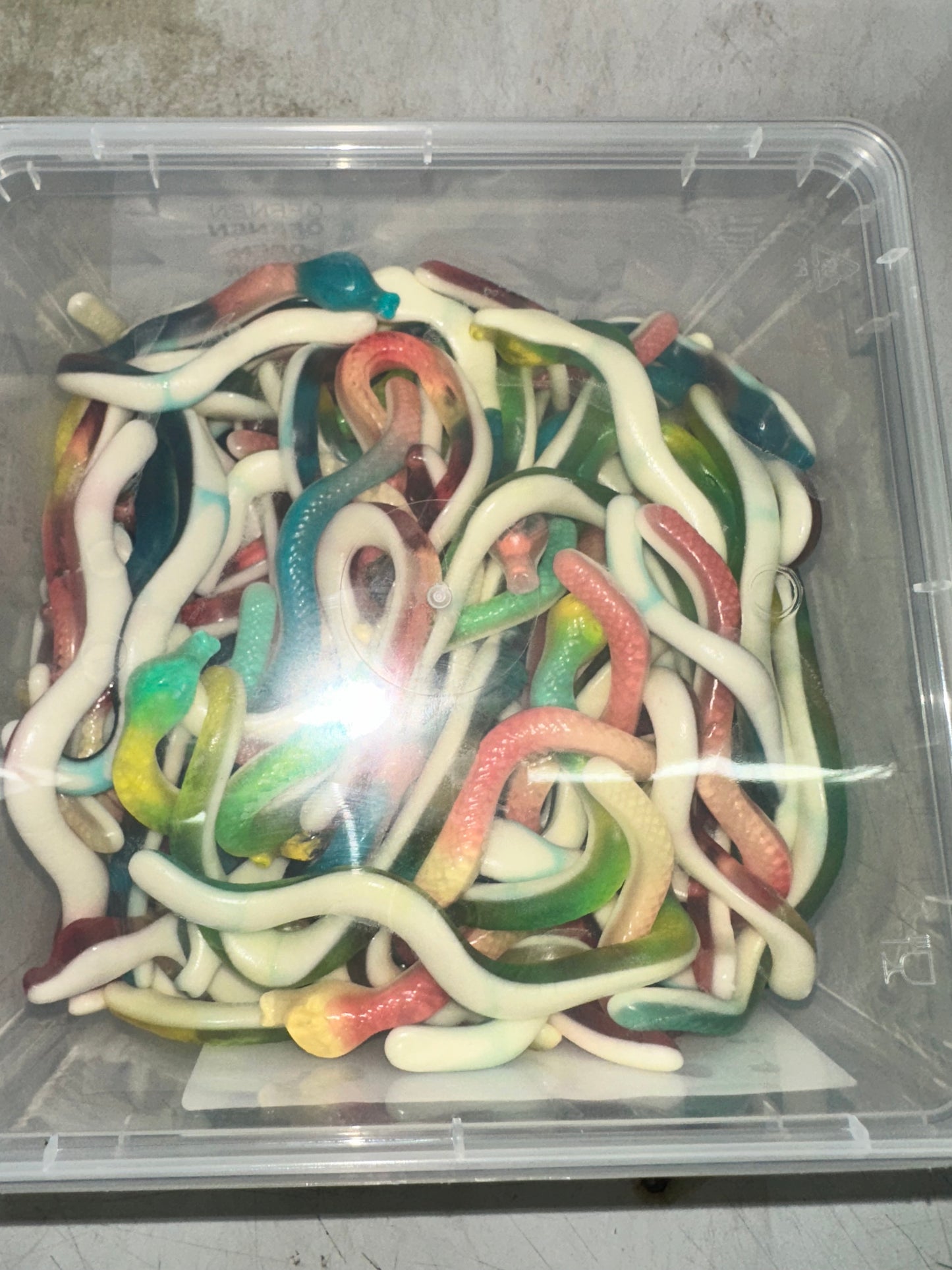 CULEBRA SNAKES FAMILY SIZE