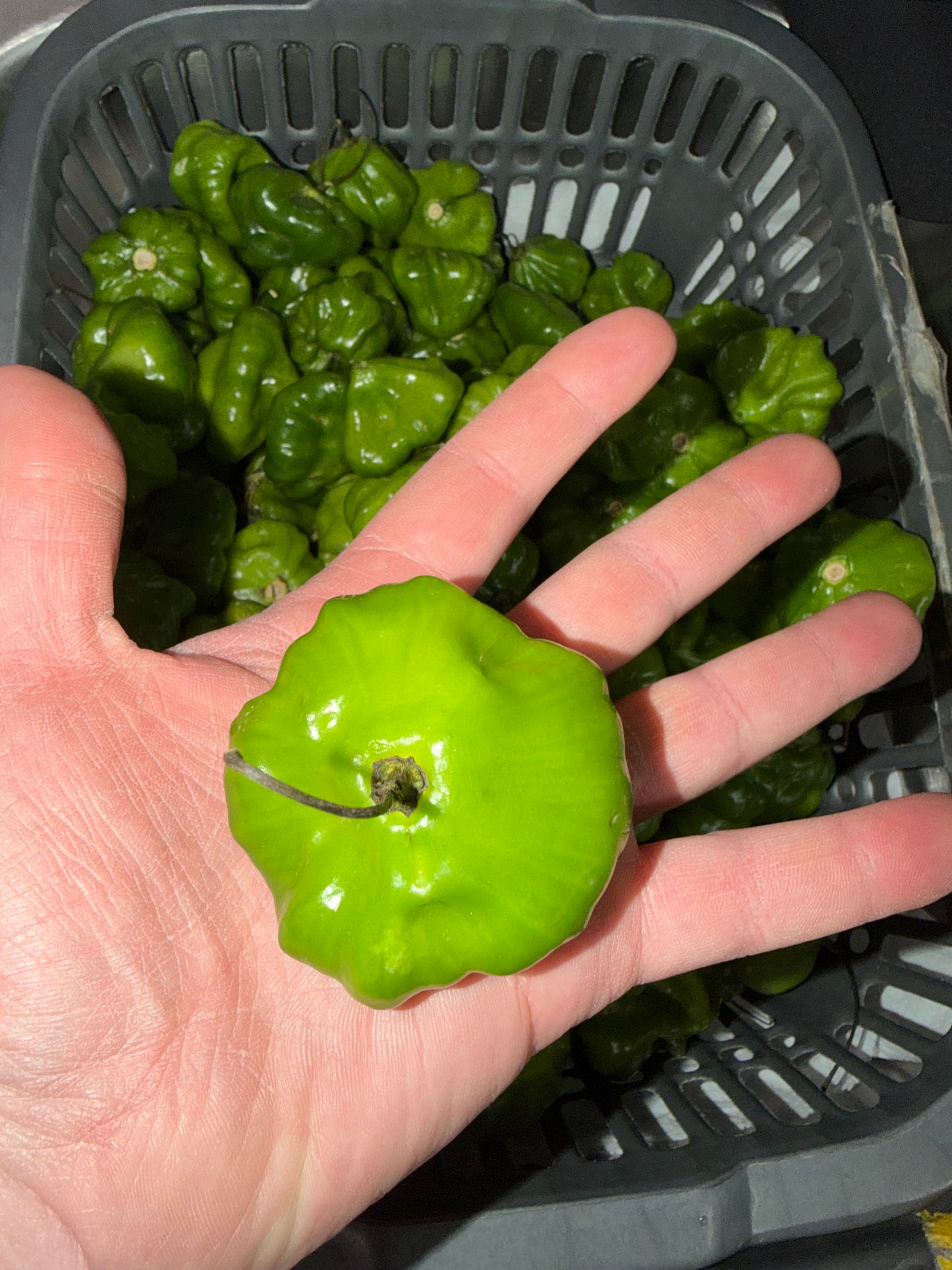 AJI DULCE PARA SOFRITO 1 LB