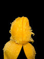 MANGO MINGOLO