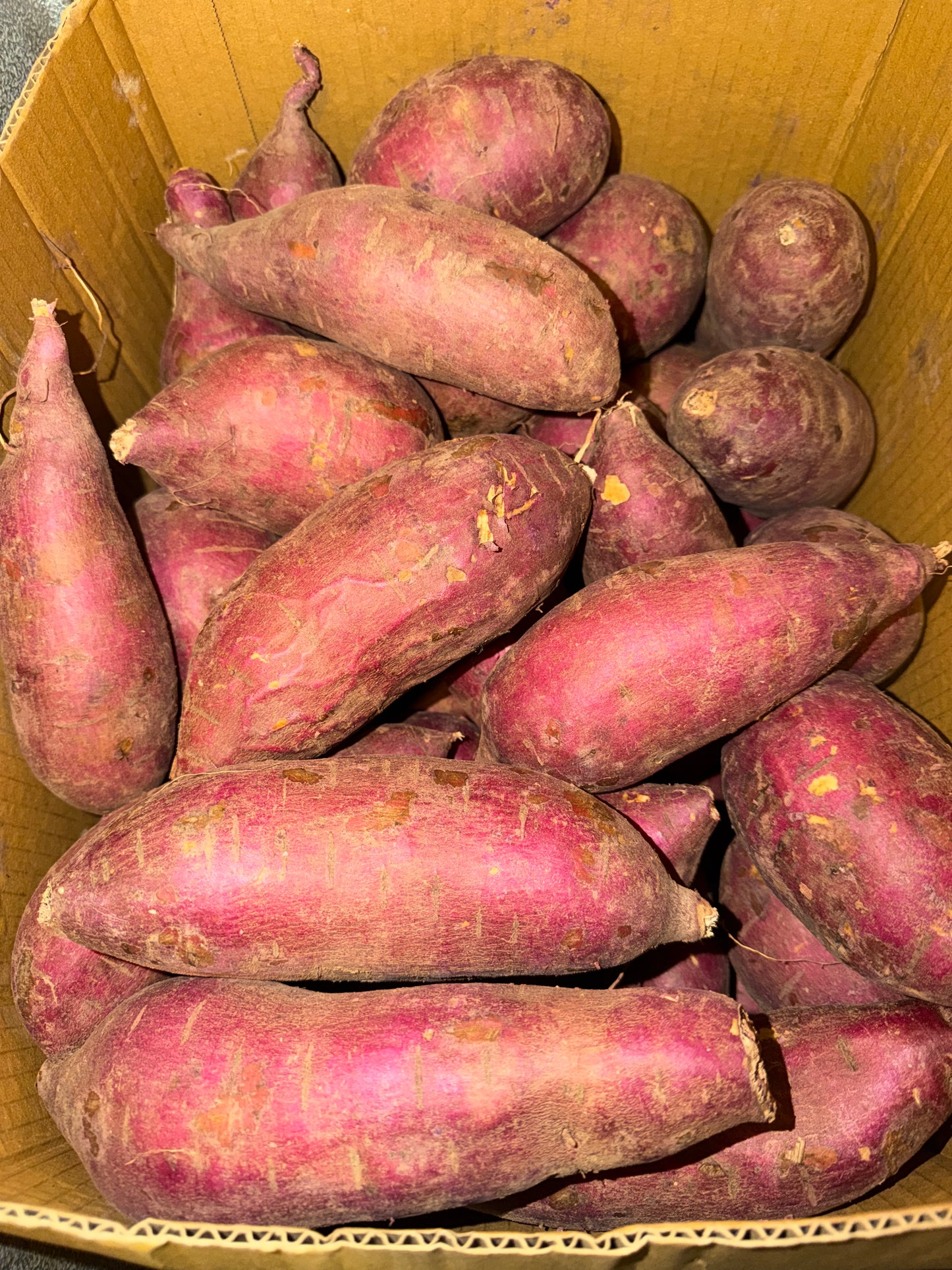 BATATA “BONIATO” 3 LB