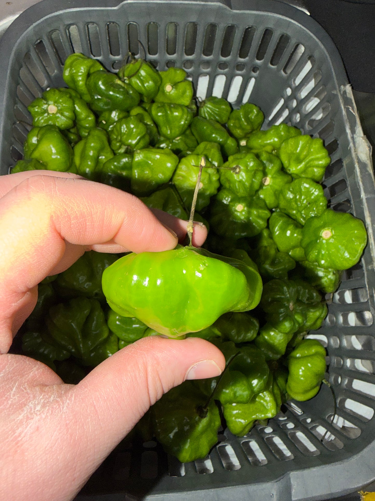 AJI DULCE PARA SOFRITO 1 LB