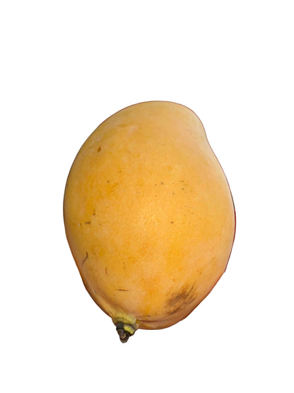 MANGO MINGOLO